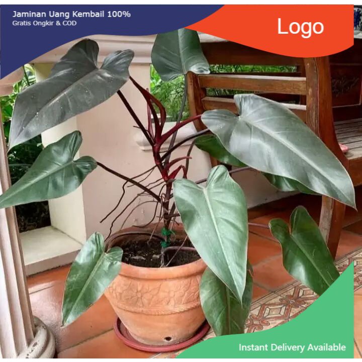 Tanaman hias Philo black cardinal /Philo black cardinal