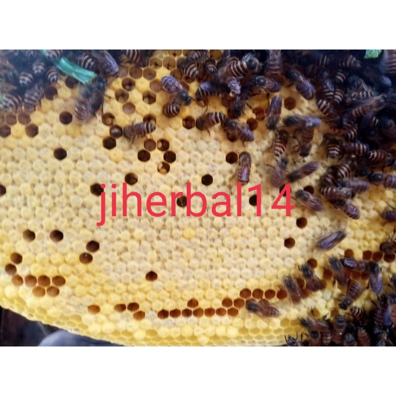 larva lebah madu umpan mancing