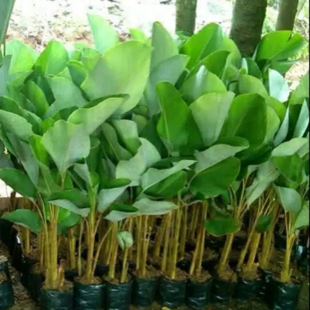 Tanaman hias pisang calathea luthea Tinggi 50Cm kalatea lutea bedak