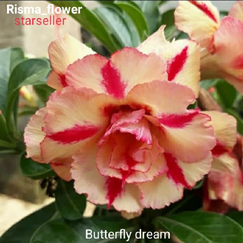 POHON ADENIUM BUTTERFLY DREAM / TANAMAN HIAS KAMBOJA JEPANG BONGGOL BESAR
