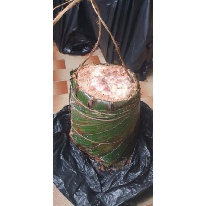 

GRATIS ONGKIR SALE Sagu Papeda / Sagu Mentah Asli Ambon (Harga per kg) berkualitas