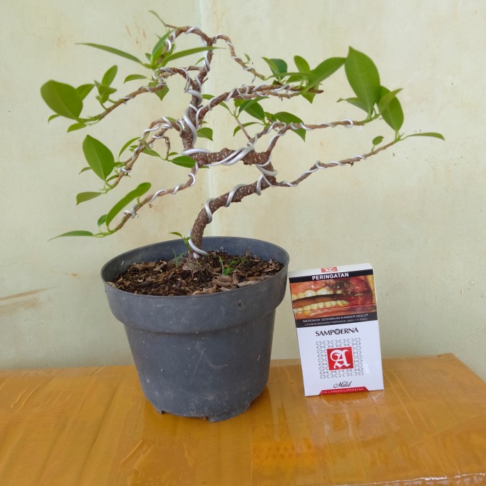 bonsai mame kimeng