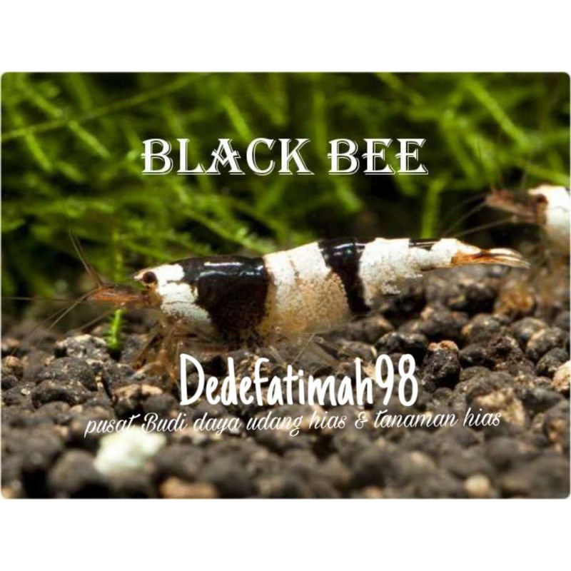 udang hias aquascape black bee