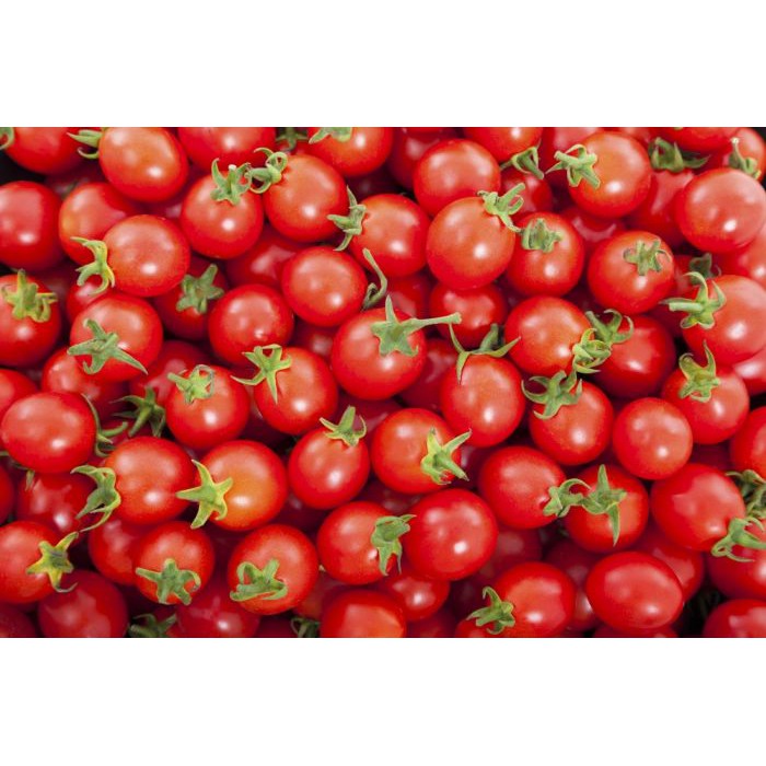 Benih-Bibit Tomat Red Cherry Candyland (Haira Seed)