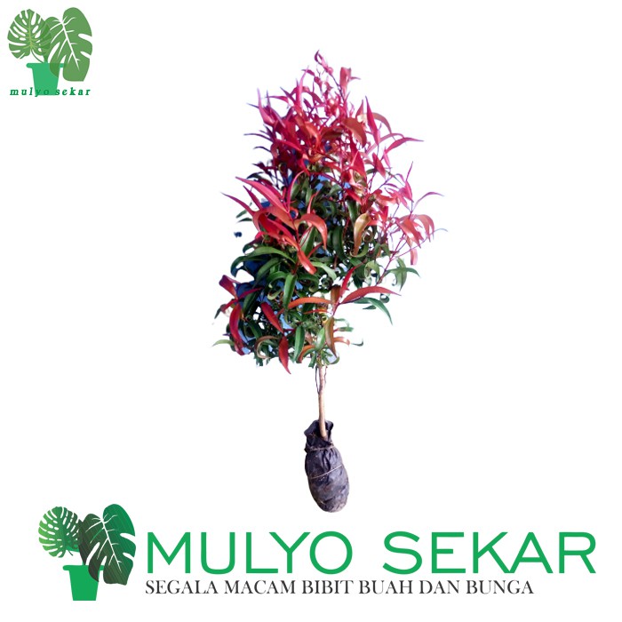 Tanaman pohon Daun Pucuk Merah - Pucuk Merah 20/50 Cm