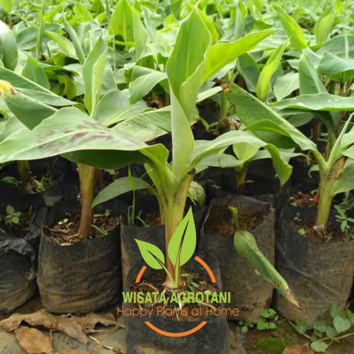 Bibit Pisang Ulin/ Pisang Barlin/ Pisang Barangan/ Pisang Kepok Merah Agro Wisatani