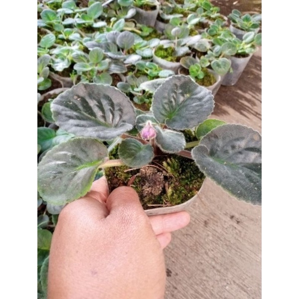 tanaman hias piucis/violces bunga tumpuk pink