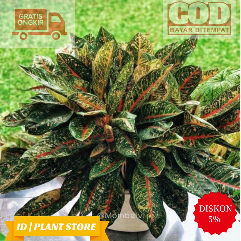 Tanaman hias aglonema donacarmen-bunga aglonema-tanaman hidup-bunga hiasan