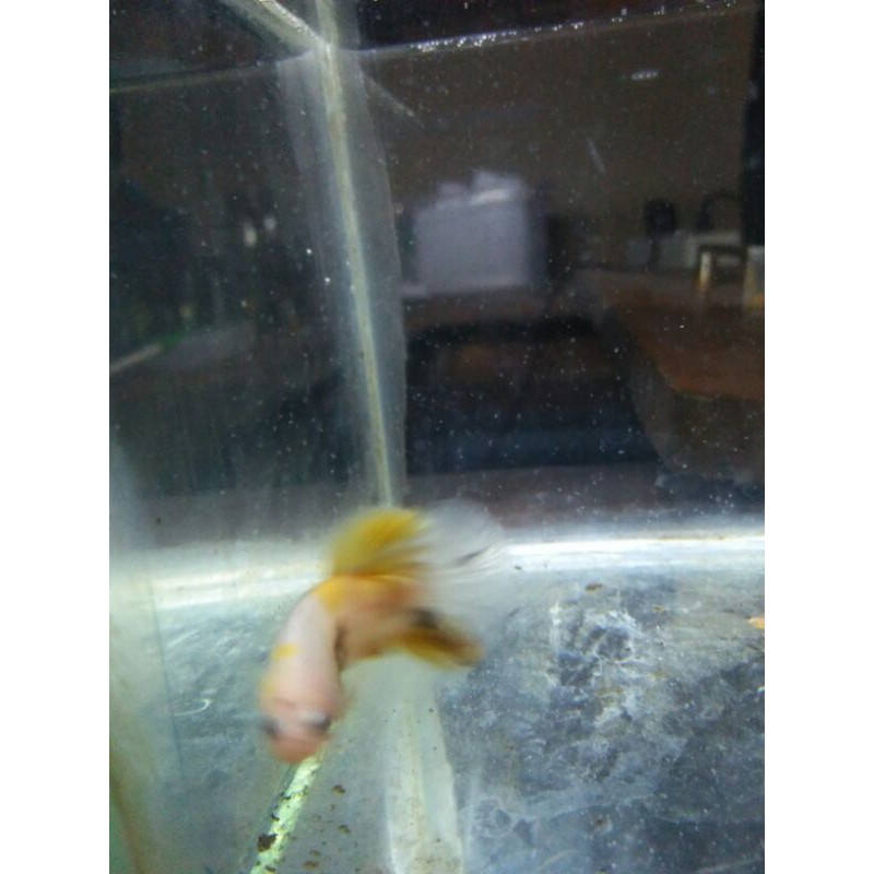 cupang yellow base real pict