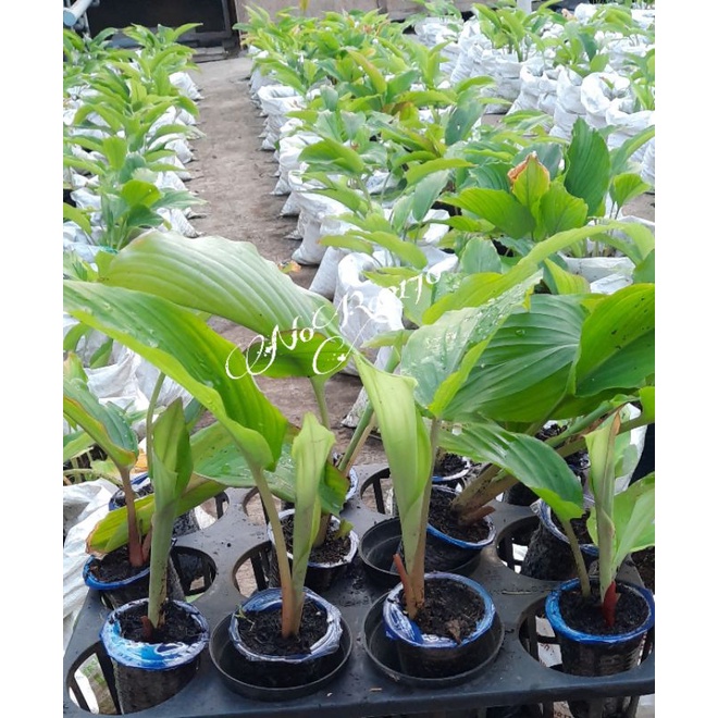 Bibit Kunyit Hitam Asli ( Kaempferia parviflora)