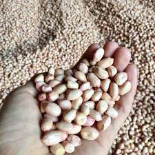 

Kacang Tanah Kulit Tuban 1 kg