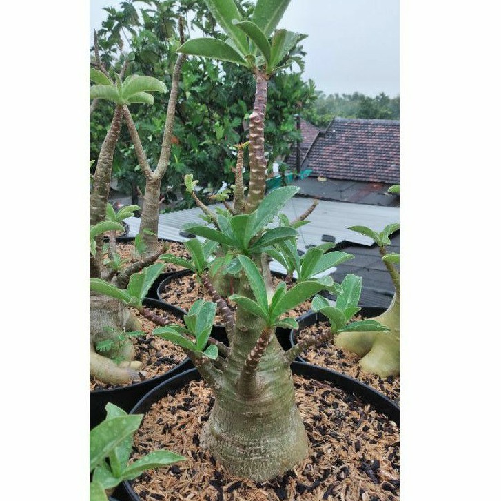 adenium black arabicum