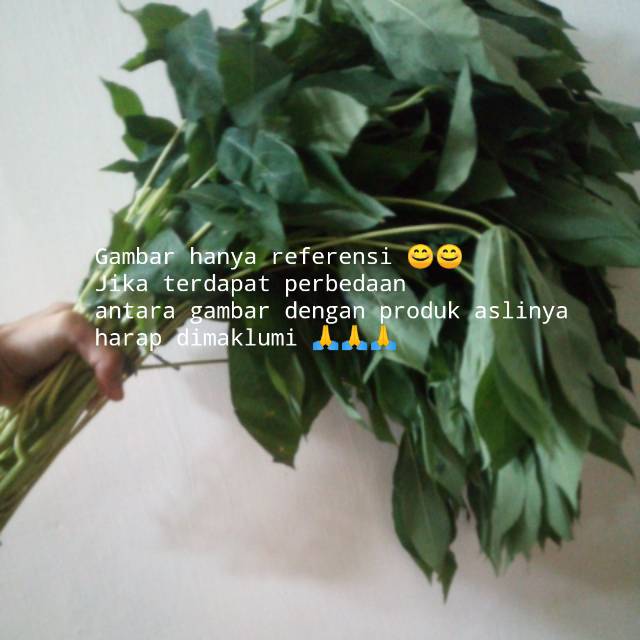 

ANMART | 3 Ikat Daun Singkong / Daun Ubi | Sayur Online