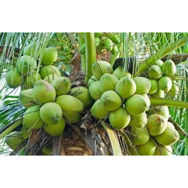 Bibit Kelapa Hibrida - Kelapa Hijau Besar Super Genjah