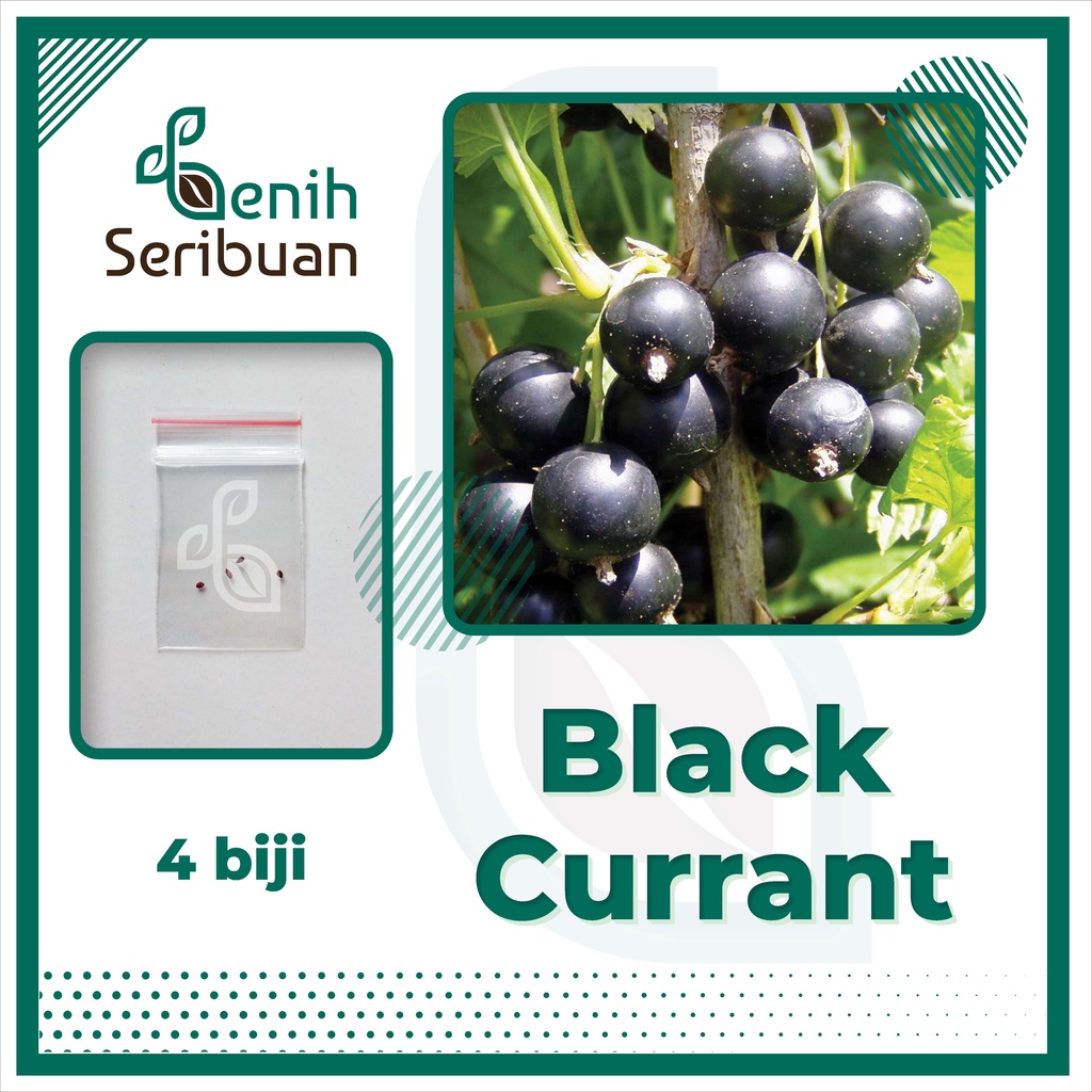 BS-BYL Benih Buah Bibit Tanaman Buah F1 Hibrida Unggul Anggur Strawberry Semangka Melon Labu Pepaya Jambu Blackberry Ciplukan Raspberry dll-BLACKCURRANT