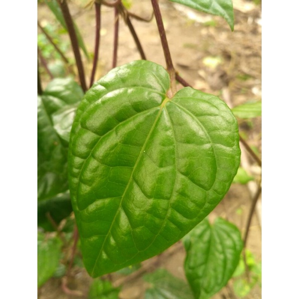 

Daun sirih segar 100 perlembar