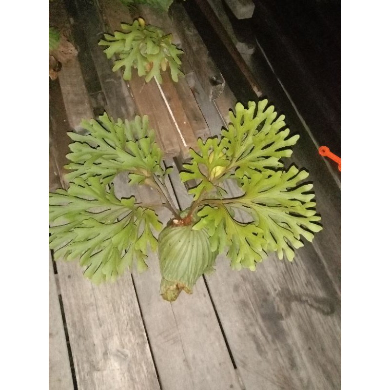TANAMAN TANDUK RUSA KHAS KALTENG (platycerium ridleyi) size M isi 2 pcs