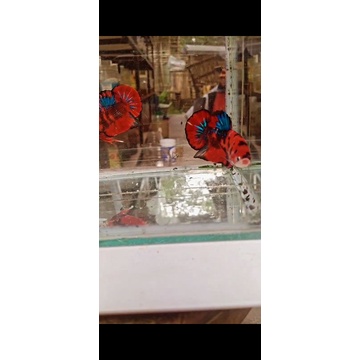 Cupang Giant multicolor