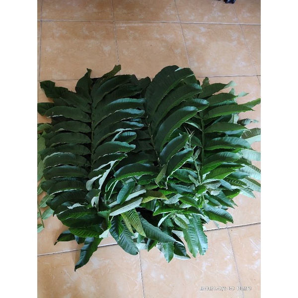 

DAUN SUNGKAI SEGAR 500Gram OBAT HERBAL COVID-19