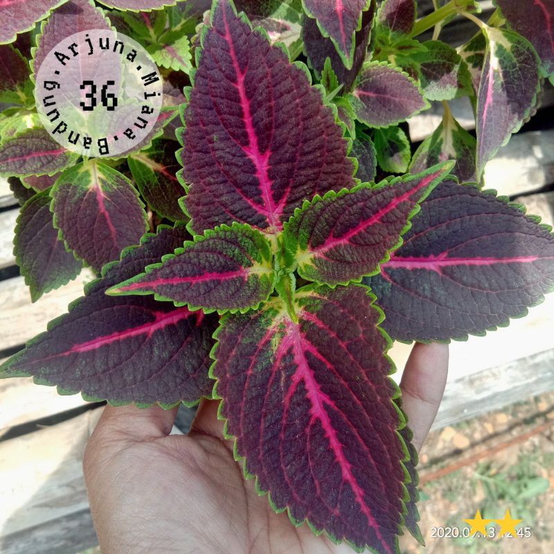 Miana kode 36 / Arjuna Miana Bandung