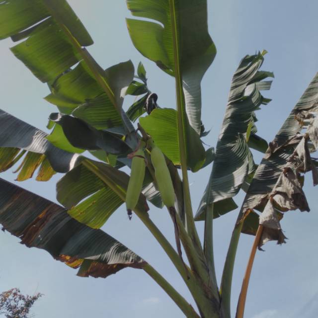 rioniardii