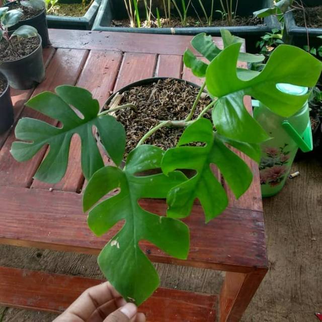 Pohon Hias Monstera Deliciosa Anakan Shopee Indonesia