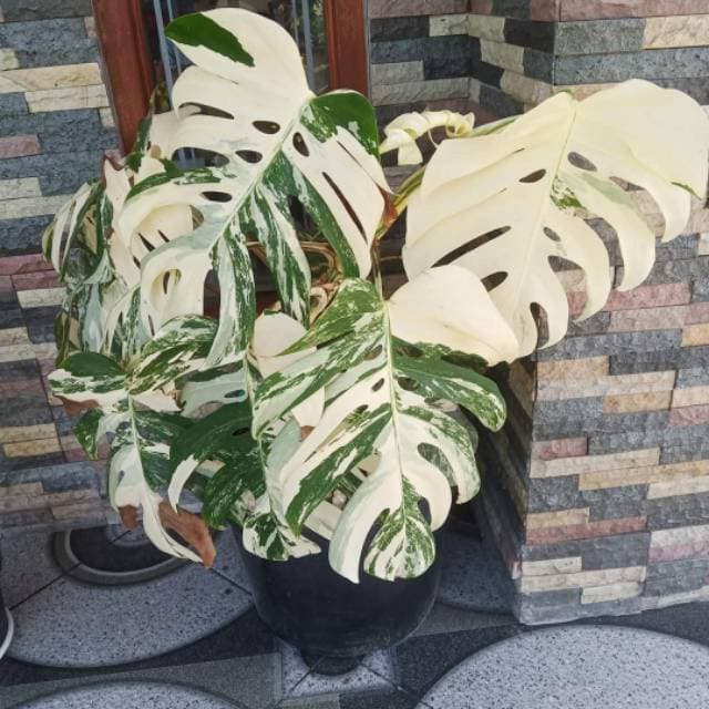 monstera varigata/bonggol monstera varigata