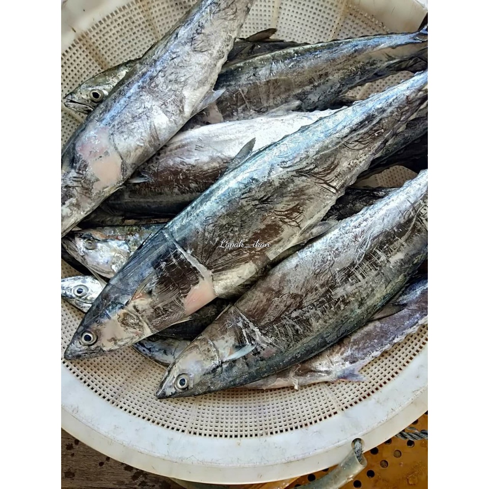 

Ikan Tengiri Betina Segar 1Kg Ikan Tenggiri Fresh Segar Dan BERGARANSI