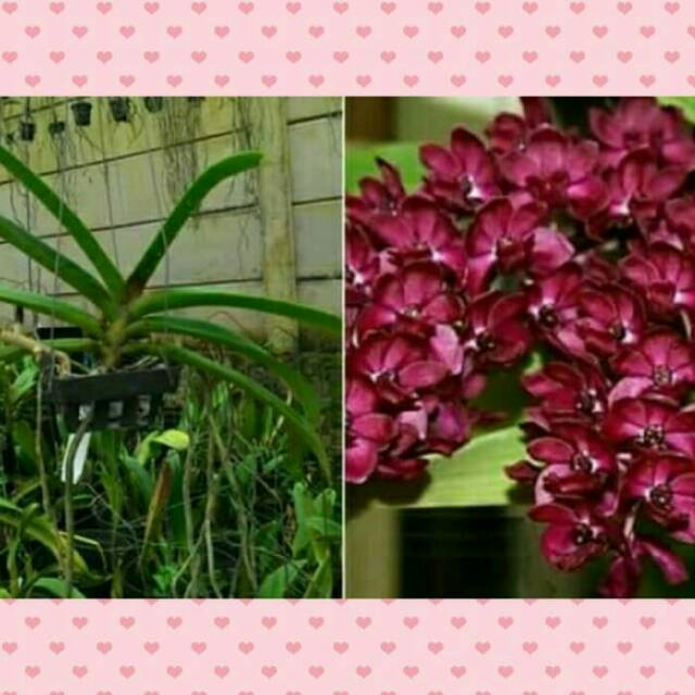 Anggrek vanda merah bata kuntum banyak