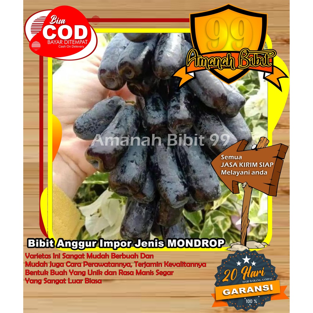 Bibit Anggur Impor Jenis MONDROP buah warna hitam dan panjang, sangat manis dan renyah, bentu buah u