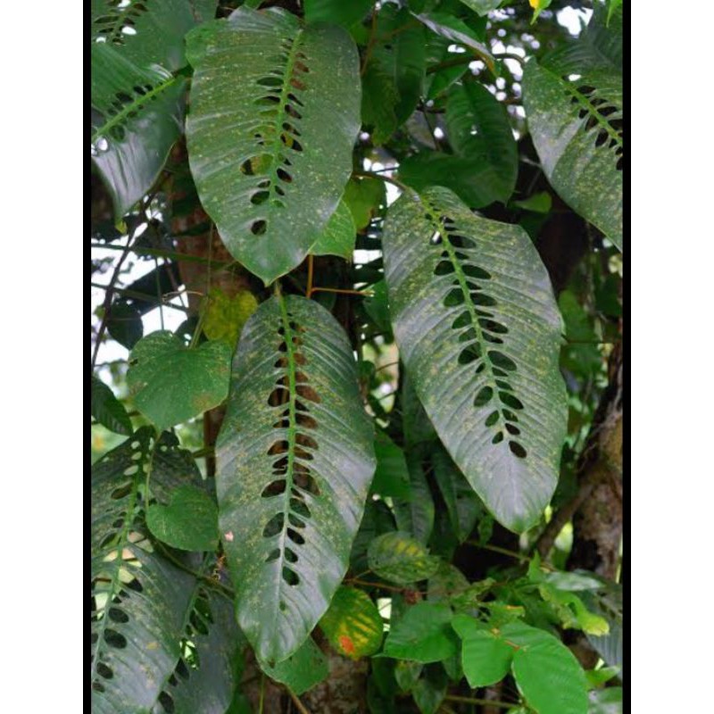 rhapidophora foraminifera