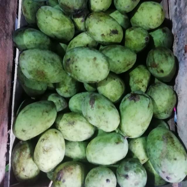 

BUAH KAWENI / KWENI SEGAR 1 kg