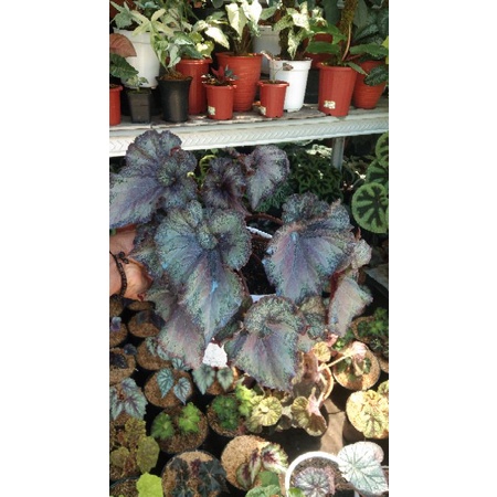 Tanaman Hias Begonia Rex Aurora Ukuran Jumbo