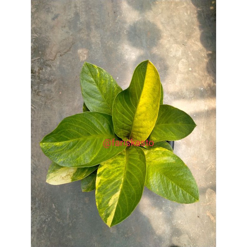 anthorium jemani MK jaguar var