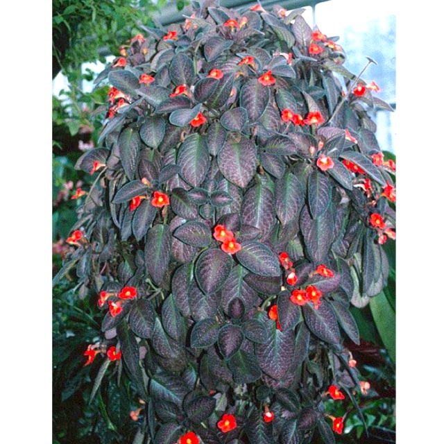 Tanaman hias bunga episcia karlyn