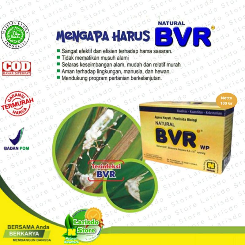 OBAT HAMA BVR NASA BEUVERIA BASSIANA