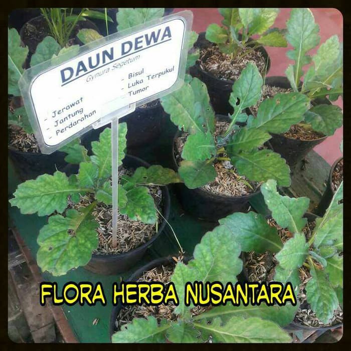 Jual Tanaman Obat Daun Dewa ( Gynura Segetum ) Shopee Indonesia