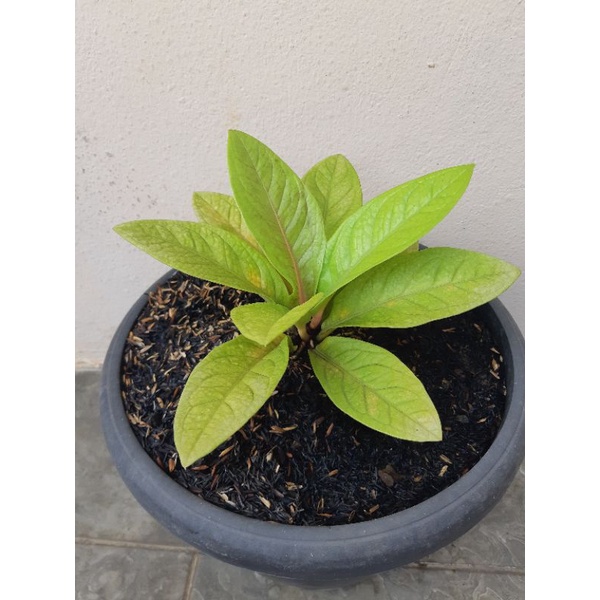 antorium jemani golden batang merah sesuai foto ( remaja )