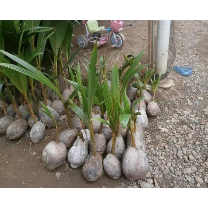 Bibit Kelapa Genjah Salak Unggul Bibit Unggul R3Stock