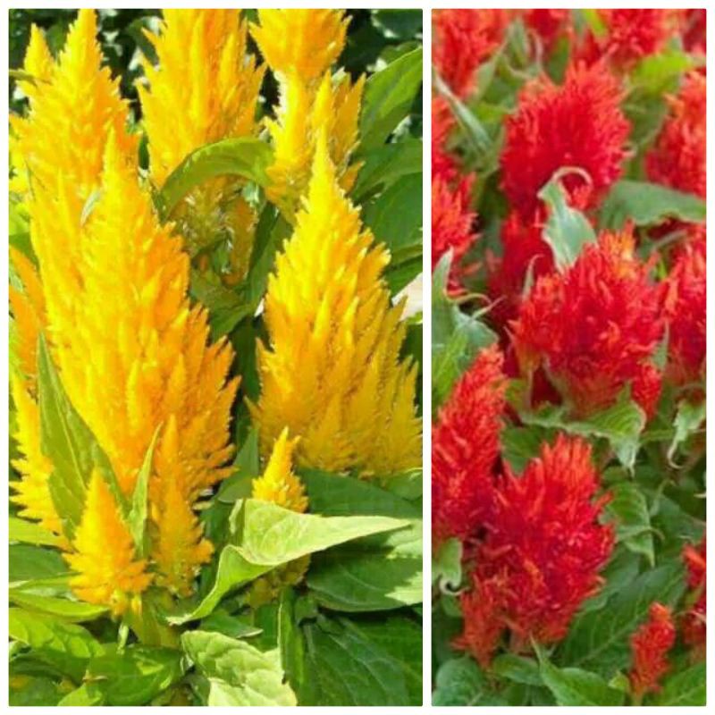 bunga celosia/jengger ayam