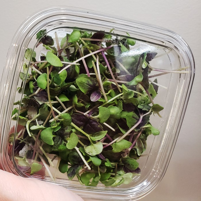 Benih-Bibit Microgreen Basil Bicolor Organik (Haira Seed)