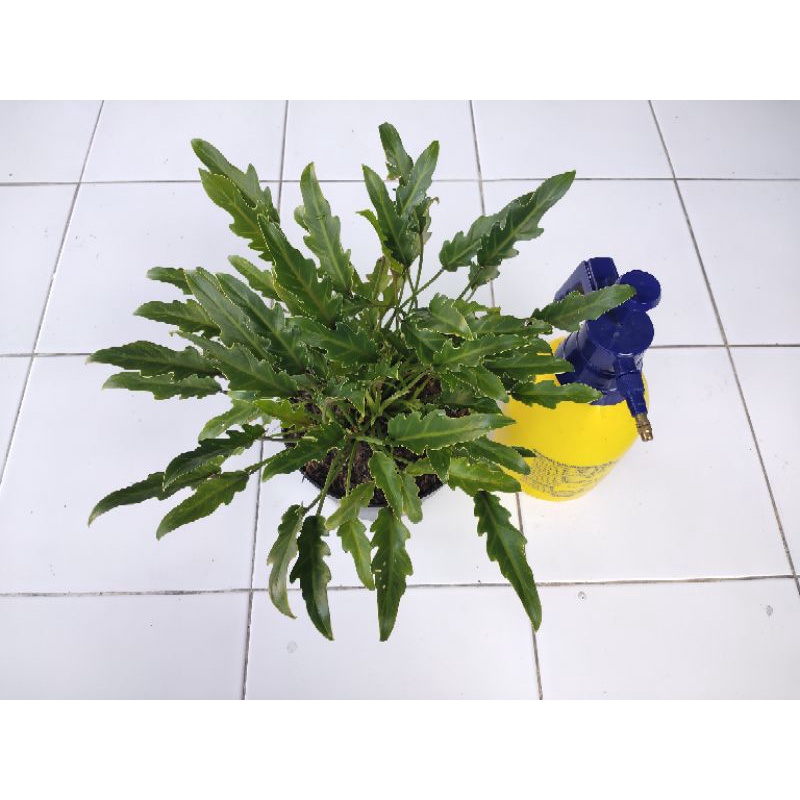 TANAMAN HIAS PHILODENDRON XANADU RIMBUN UKURAN DEWASA