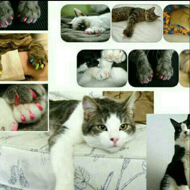 Pelindung Kuku Kucing Silikon
