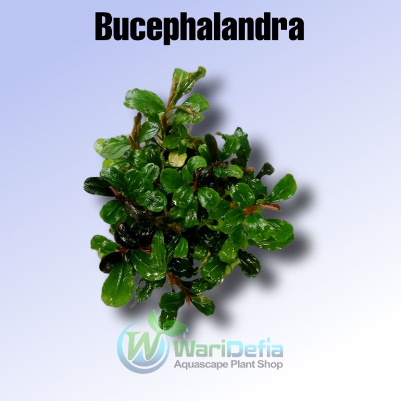 Bucephalandra Tanaman Aquascape Wabikusa