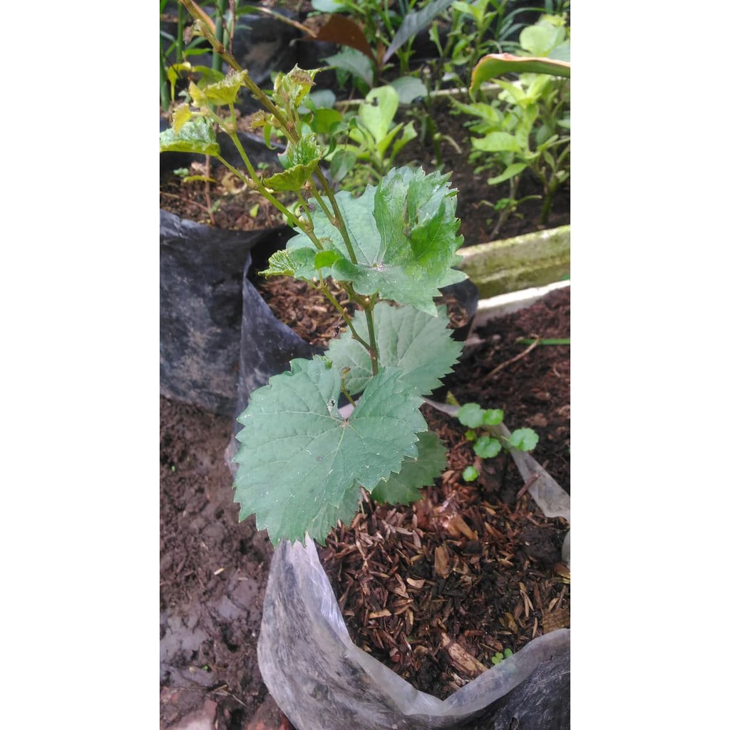 Anggur Hijau / Bibit Anggur Hijau / Bibit Anggur