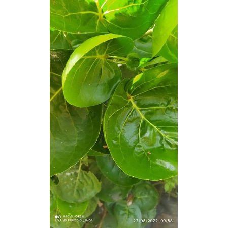 

daun mangkokan obat herbal 200gr