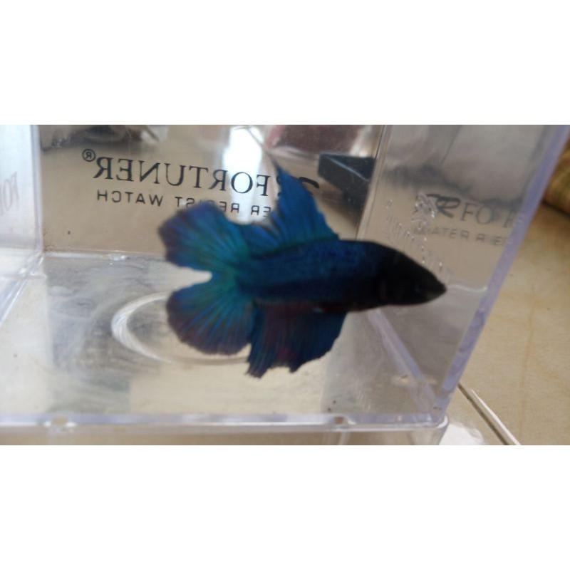 ikan hias cupang halfmoon double tail real pict