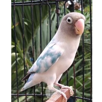 Burung Lovebird Adeeva Point / Lakbet Blue Series / BS