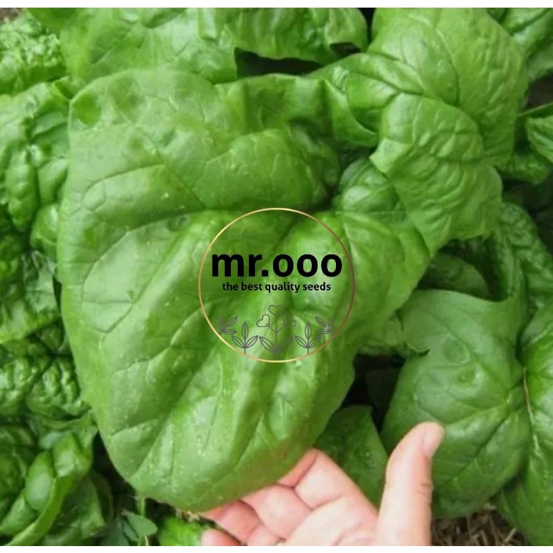 Benih Sayuran - Spinach Giant Nobel - 50 benih - Import