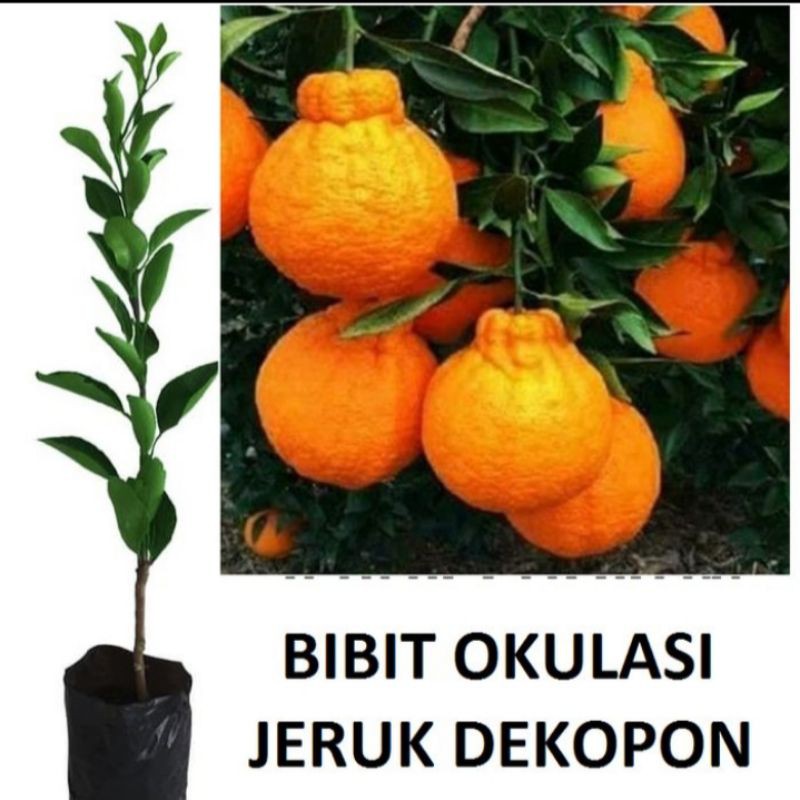 bibit jeruk dekopon